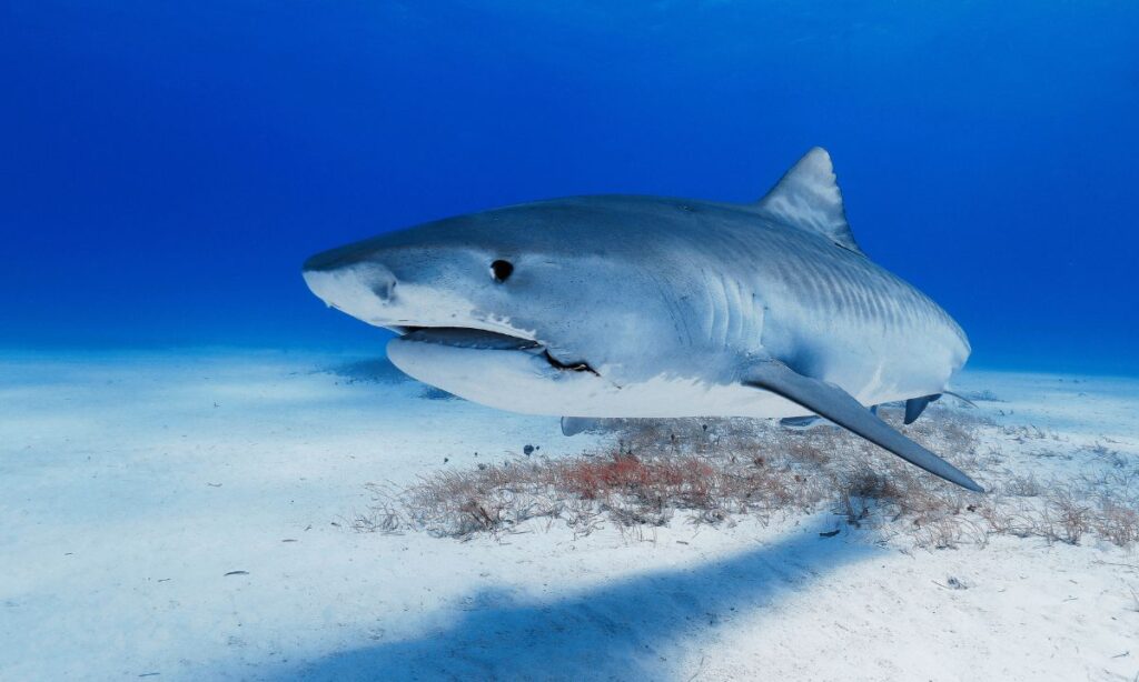 To Swim With Sharks: On Fear, Confidence, and the Entrepreneurial Mind